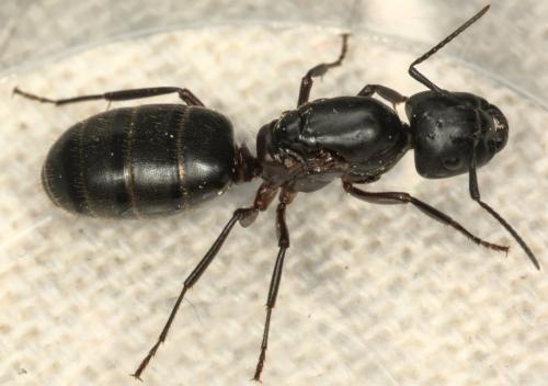 Camponotus herculeanus